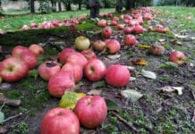Czemu tak boimy się zostawić jabłka pod drzewami?