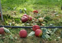 Wstrzymanie dostaw jabłek przemysłowych – pogoda weryfikuje