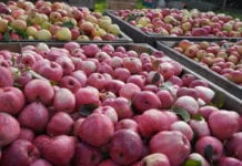 Ukraina eksportuje coraz więcej soków owocowych