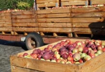 Prof. Hołownicki: Maszynowy zbiór jabłek dla przetwórstwa czeka na nowe pomysły