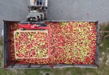 Spadek cen jabłek przemysłowych