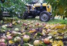 „Akcja znicz” w handlu jabłkiem przemysłowym