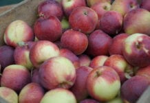 Lubelska Izba Rolnicza chce wprowadzenia minimalnych cen skupu jabłek
