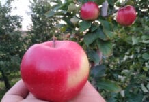 Jabłko nie jest lekarstwem na Covid-19. Ale jest zdrowe i wzmacnia odporność