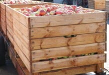 Jonagoldy – Lidl kontynuuje promocję sprzedaży jabłek bez sortowania