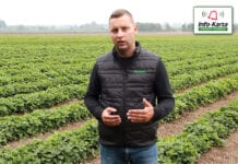 Ochrona i nawożenie plantacji truskawek jesienią – komunikat jagodowy Agrosimex, 02.10.2020