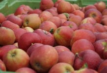 Statystyki zmagazynowanych jabłek i gruszek w Belgii