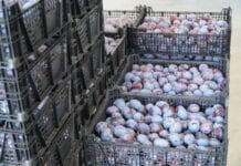 Śliwki: ceny skupu powróciły do poziomu 2,00 zł za kilogram