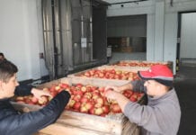Zbiory 2020: Jaka jakość jabłek? Wilga, 06.10.2020