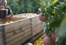 Ceny jabłek nie nadążają nad rosnącą inflacją!