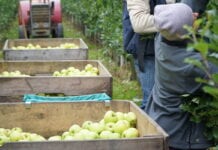 Poradnik dla kupca sieci handlowej – Część 1 – Wyprodukowanie kilograma jabłek też kosztuje