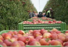 Ile kosztuje wyprodukowanie 1 kg jabłek i czy koszt ten rośnie?