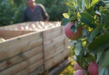 Niedobór wysokiej jakości jabłek na Ukrainie