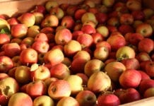 ceny jabłek w grupach producenckich