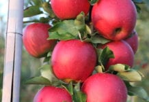 Chińscy producenci niechętnie sprzedają jabłka – czekają na wyższe ceny