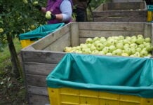 Golden Delicious – najczęściej uprawiana odmiana jabłoni w UE
