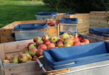 handel jabłkami
