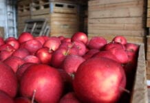 Ilu sadowników sprzedało już swoje jabłka?