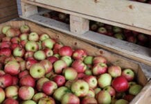 Eksporter: Jakie jabłka lubią Węgrzy? Co im sprzedajemy?
