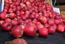 jabłka Red Jonaprince