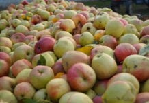 Ceny jabłek przemysłowych 2020: Koniec dostaw z sadów i podsumowanie