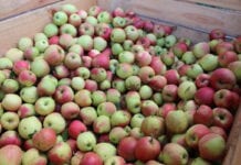 Kolejne plotki za nami – stabilne ceny jabłek przemysłowych