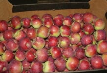 Rosja: jak wygląda konsumpcja i import jabłek?