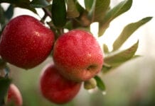 Nowa niemiecka odmiana jabłek – Fräulein