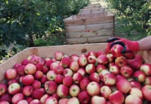Putin przedłuża embargo na polskie jabłka do końca 2021 roku