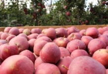Kanadyjczycy wiedzą co dobre – produkcja i konsumpcja jabłek
