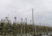 słup elektryczny w sadzie