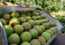 Popularność kulinarnych odmian jabłek rośnie nie tylko w Polsce