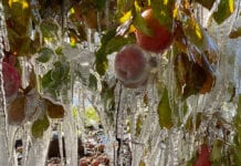 Mróz zastał amerykańskich sadowników podczas zbiorów jabłek [Zdjęcia]