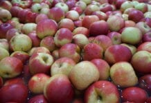 Cennik jabłek na sortowanie – 21 grudnia 2020