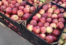 Cennik jabłek na sortowanie – 14 grudnia 2020