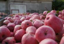 Jabłka przemysłowe drożeją i nadal jadą na zachód Europy