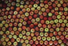 Brexit zaowocuje wzrostem produkcji jabłek na Wyspach?