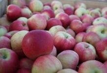 Rosja zakazuje importu jabłek z Azerbejdżanu – ucierpią konsumenci