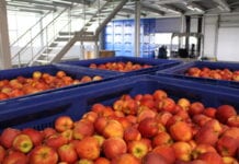 WAPA: Najwięcej jabłek jest obecnie we włoskich chłodniach