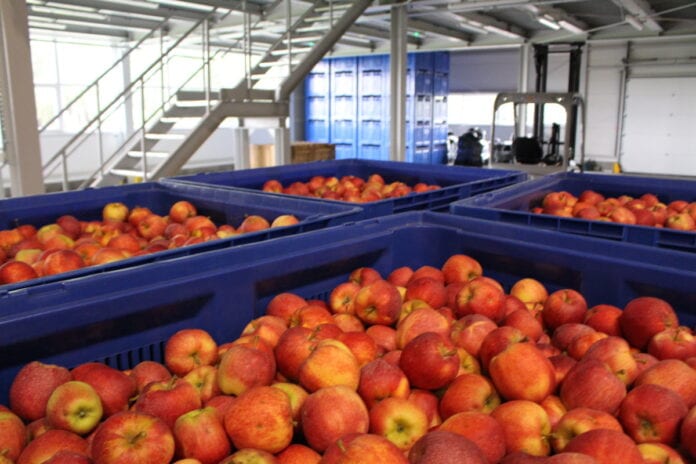 ceny jabłek w Holandii