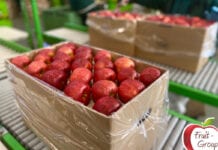 Emilia Lewandowska: „Eksport jabłek do Wietnamu to (wykonalne) wyzwanie”