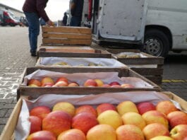 ceny jabłek na broniszach