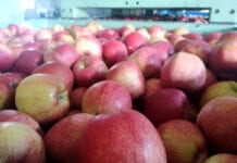 Serbia: Sadownicy cieszą się z wysokich cen jabłek