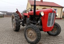 Massey Ferguson z 1956 roku nadal pracuje w sadzie, 26.12.2020 [Video]