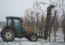 Cięcie mechaniczne sadu piłami tarczowymi – opinia sadownika po 4 latach, 11.12.2020