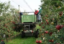 Polska awansuje w rankingu konkurencyjności jabłek