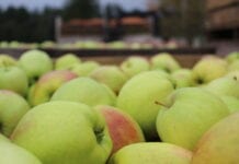 Historia jabłek, które przejeżdżają niepotrzebne kilometry