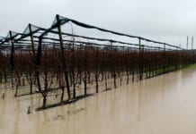 Powodzie i zalane sady we Włoszech