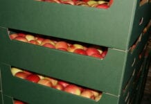 Koszty produkcji jabłek o 40% w górę nie tylko w Polsce