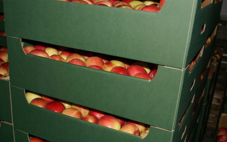 Koszty produkcji jabłek o 40% w górę nie tylko w Polsce
